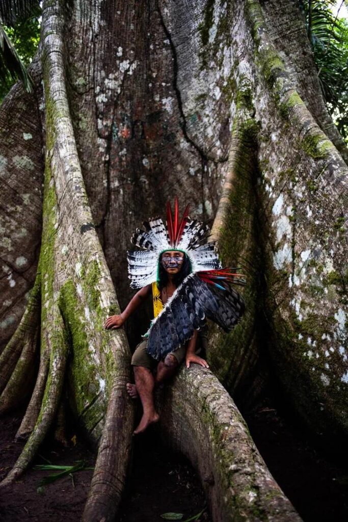 Indigenous man wearing a feather headdress and traditional adornments, posed among the roots of a massive rainforest tree.